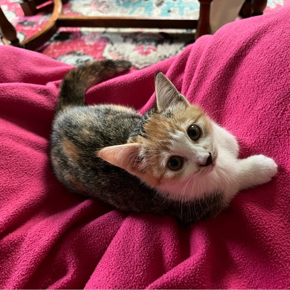 Cats! - Picture 9 of 9